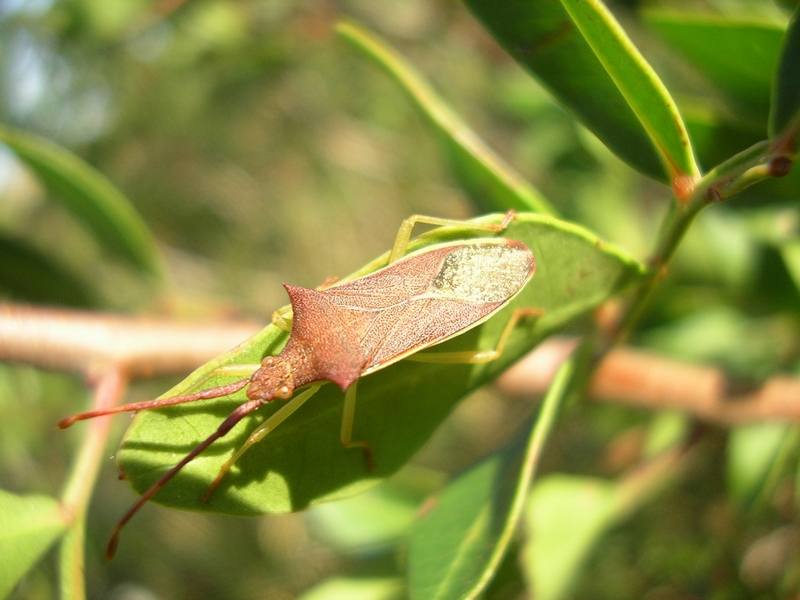 Gonocerus insidiator (Heteroptera, Coreidae)